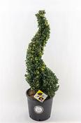 Ilex crenata 'Dark Green'® 90-100 CM SPIRAL