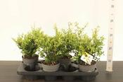 Ilex crenata 'Dark Green'® P14 image