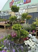 Ilex crenata 'Dark Green'®S- shape