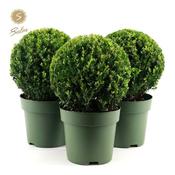 Ilex crenata 'Jenny'® 30 CM BALL image