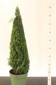Ilex crenata 'Jenny'® 70-80 CM PYR image