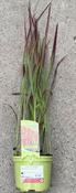 Imperata cyl. Red Baron image