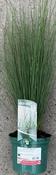 Juncus eff. 'Blue Dart' image