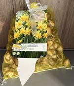 LANDSCAPE BAG NARCISSUS TETE A TETE x100