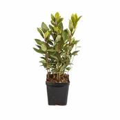 Laurus nobilis P9 image