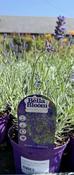 LAVANDULA an. Essence Purple (Lavender) image
