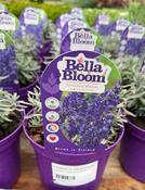 LAVANDULA an. Hidcote (Lavender) image