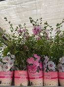 Lavatera mix C2 + potcover image