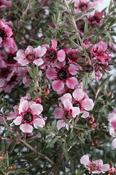 LEPTOSPERMUM S. CORAL CANDY image