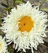 Leucanthemum x sup. 'Fiona Coghill