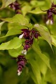 LEYCESTERIA F. GOLDEN LANTERN image