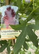 LIQUIDAMBER S. WORPLESTON image