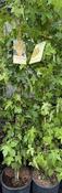 LIQUIDAMBER STYRACIFLUA image