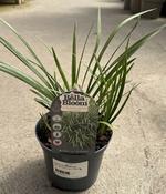 LIRIOPE muscari Big Blue
