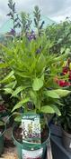 Lobelia Starship Blue image