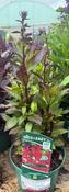 Lobelia 'Starship Scarlet' image