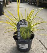LOMANDRA Miners Gold 2L image
