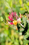 LONICERA BROWNII DROPMORE SCARLET