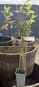 Lonicera heckrottii ''American Beauty''