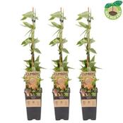 Lonicera henryi C2, single cane (60 cm)