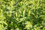 Lonicera nit.elegant