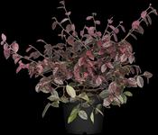 LOROPETALUM C. RUBY SNOW
