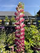 LUPINUS WC Rachel de Thame