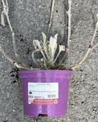 Lychnis cor. 'Alba' image