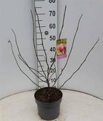 Magnolia soulangeana 50-60 CM image