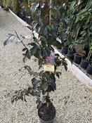 MALUS TORINGO FREJA image
