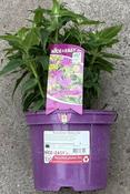 Monarda did. 'Balmy Lilac'