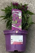 Monarda did 'Balmy Purple'