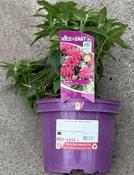 Monarda did. 'Balmy Rose'