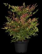 NANDINA DOMESTICA GULFSTREAM image