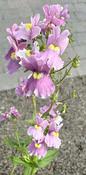 Nemesia denticulata 'Confetti' image