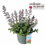 Nepeta faassenii 'Picture Perfect' 3 Ltr pot