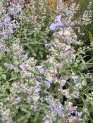 Nepeta 'Six Hill Giant'