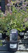NEPETA Six Hills Giant image