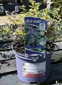 Nepeta x faassenii image