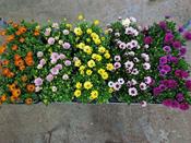 Osteospermum 'Señoritas'® mix P10.5 image