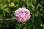 Paeonia lact. 'Angel Cheeks'