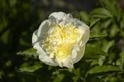 Paeonia lactiflora 'Primavere' image