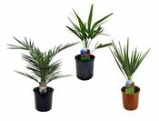 Palm mix (3) Assorted image