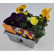Pansy Mix Cellpak image