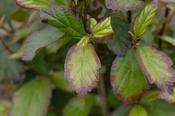 PARROTIA P. PERSIAN SPIRE image