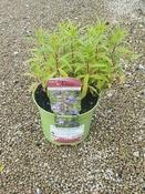 Penstemon 'Lady Hamilton' image