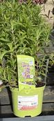 Penstemon 'Sour Grapes'