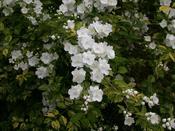 Philadelphus 'Mont Blanc' image