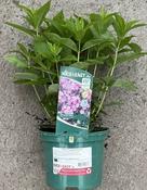 Phlox 'Famous Purple'