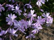 Phlox sub. 'Emerald Cushion'